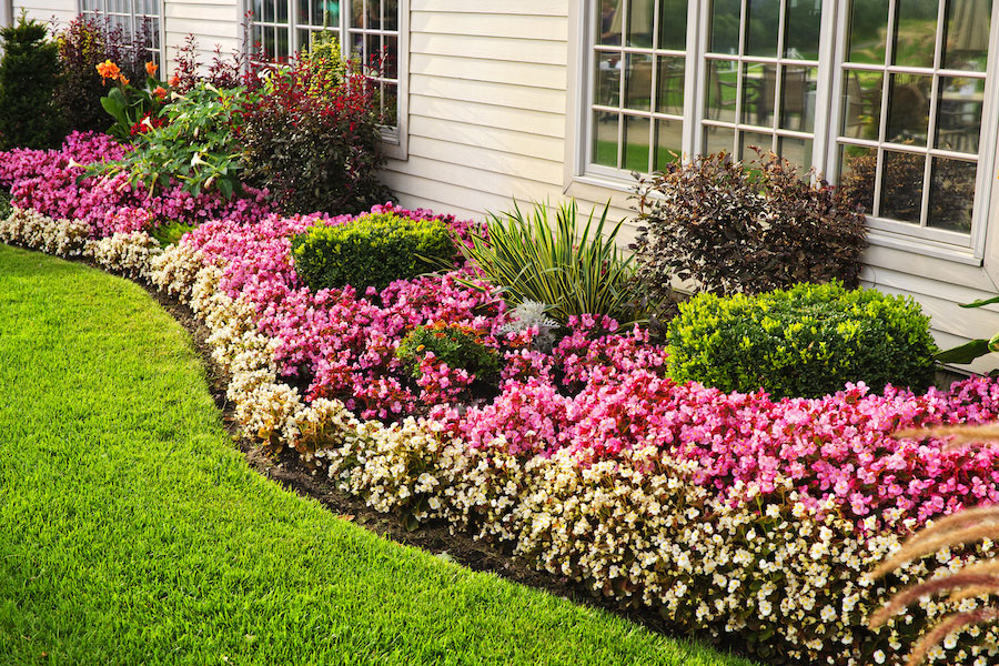 flower-bed