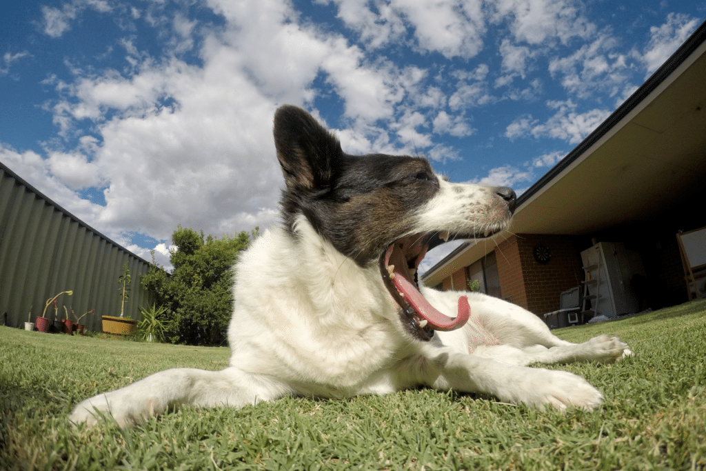 pet-friendly-landscaping