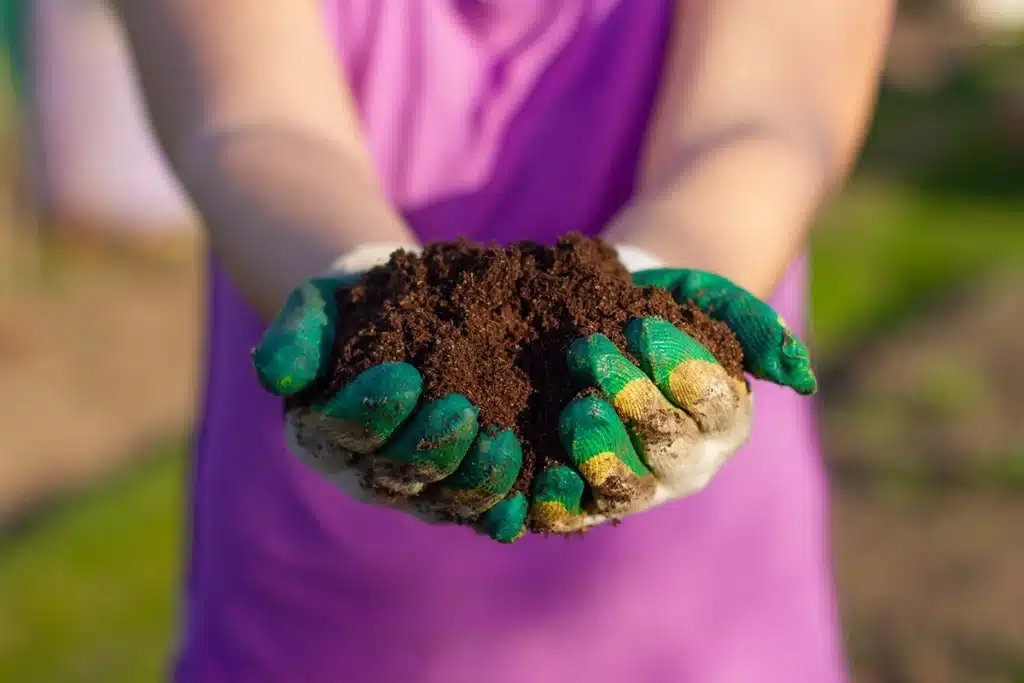 A woman holds fertile land in her hands in the rays of the setting sun. Seedling season and soil preparation for sowing. With two hands of a woman, she holds out a handful of subgrade soil