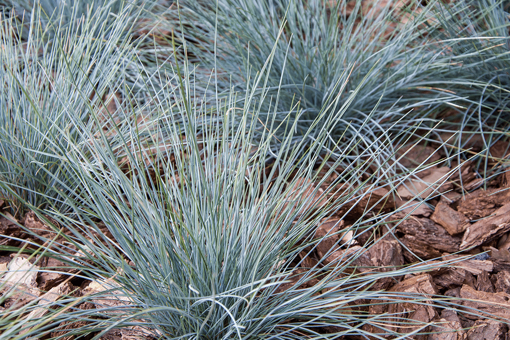 blue fescue plant